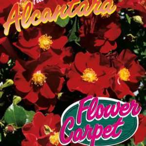 Bodend Rose 'Alcantara' | Weinsberger Rosenkulturen Online-Shop