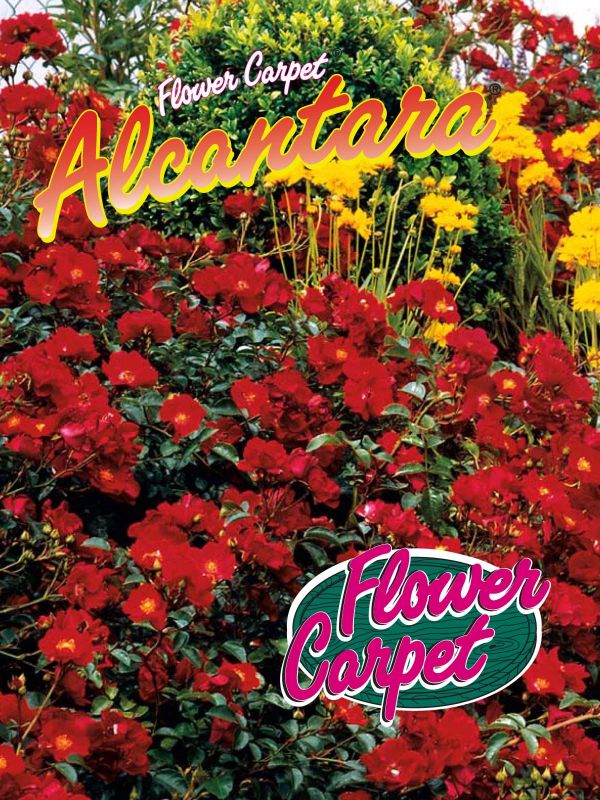Bodend Rose 'Alcantara' | Weinsberger Rosenkulturen Online-Shop