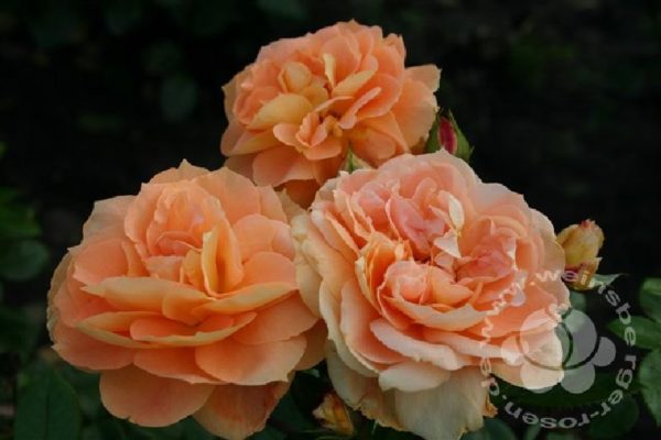 Rose 'Schöne vom See' ® Beetrose bei Weinsberger Rosen
