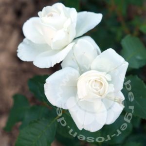 Edelrose 'Die Rose Ihrer Majestät' | Weinsberger Rosenkulturen Online-Shop