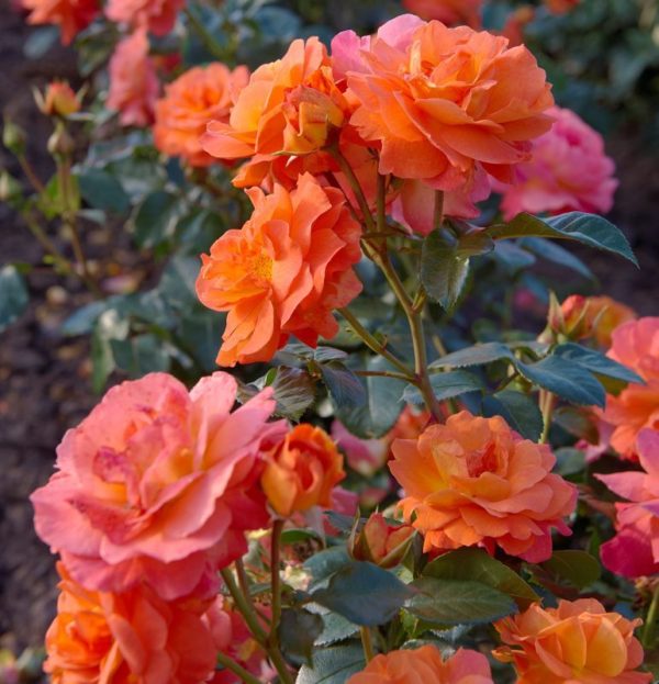 Rose 'Morning Sun' | Weinsberger Rosenkulturen
