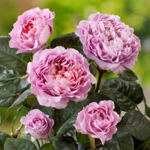 Rose 'Eisvogel' ® Edelrose bei Weinsberger Rosen im Onlineshop