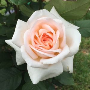 Edelrose 'Tresor du Jardin' | Weinsberger Rosenkulturen