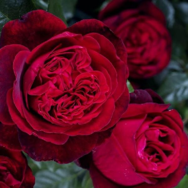 Rose 'Admiral' ® Edelrose bei Weinsberger Rosen