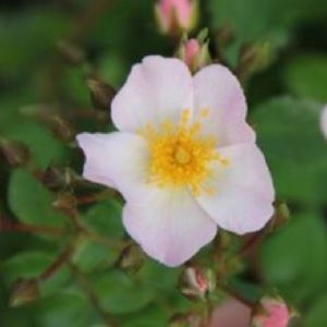 Rose 'Apfelblüte' mit ADR-Siegel Bodend.Rose | Weinsberger Rosenkulturen Online-Shop