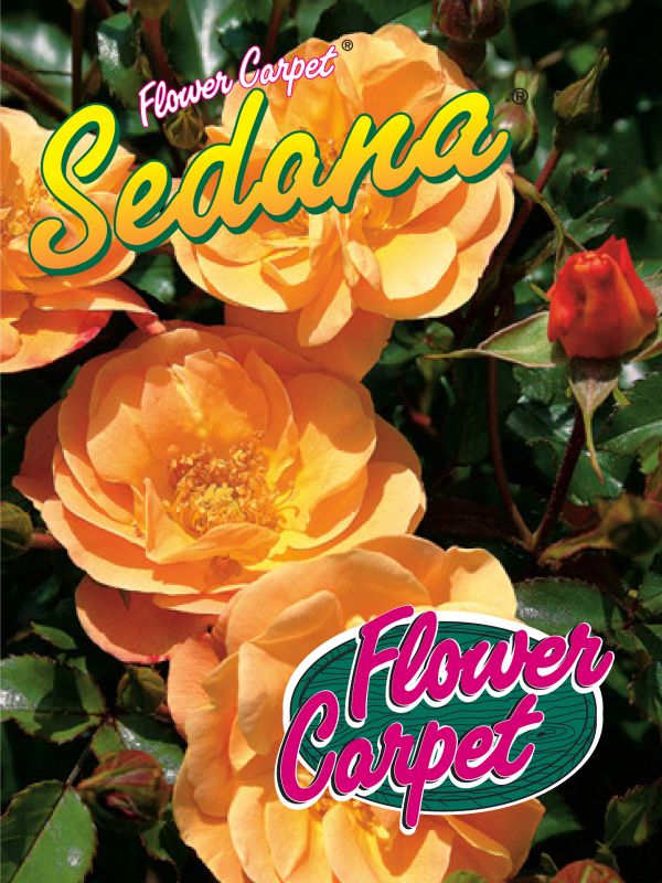 ADR-Rose 'Sedana' | Weinsberger Rosenkulturen Online-Shop