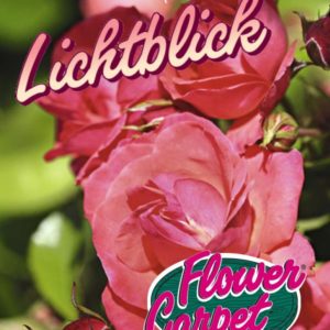 Rose 'Lichtblick' ® Bodendeckende Rose bei Weinsberger Rosen