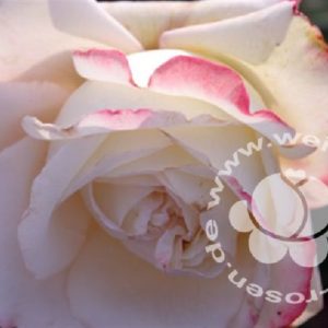 Edelrose 'Athena' | Weinsberger Rosenkulturen Online-Shop