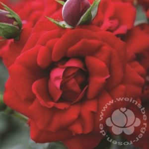 Rose 'Amadeus' ® Kletterrose | Weinsberger Rosenkulturen GbR