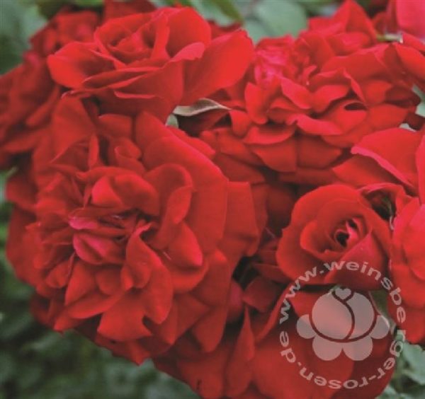 Rose 'Amadeus' ® Kletterrose | Weinsberger Rosenkulturen GbR