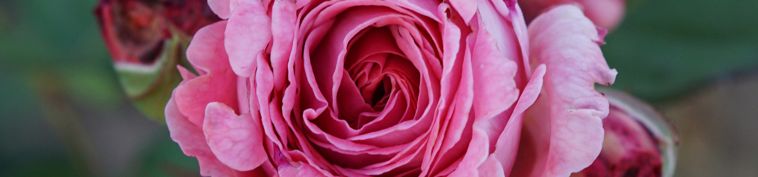 Pinke Rose bei Weinsberger Rosen