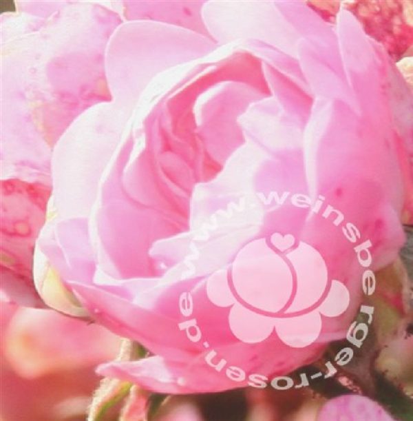 Rose rosa-the-fairy-bdr | Weinsberger Rosenkulturen