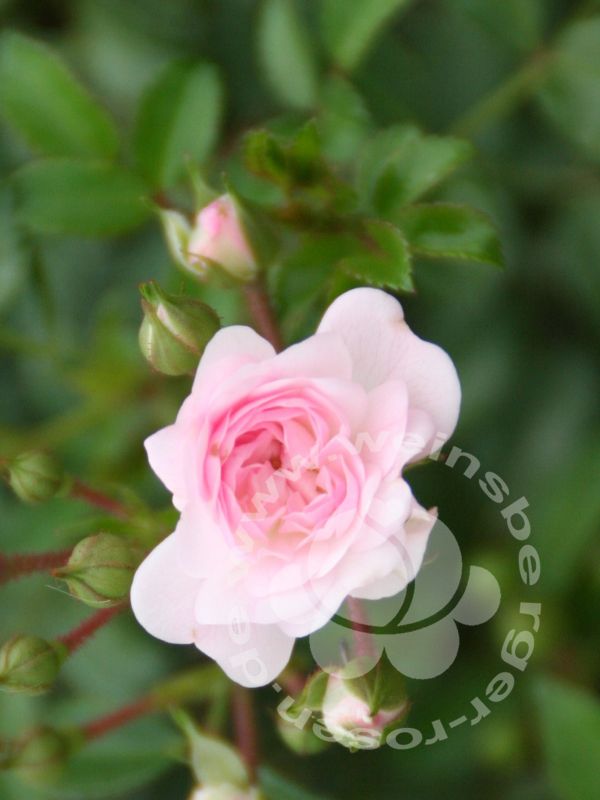 Rose rosa-the-fairy-bdr | Weinsberger Rosenkulturen
