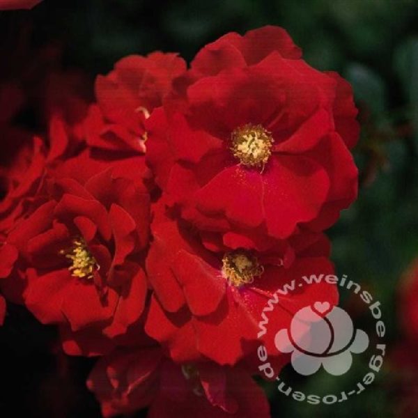 Rose 'Austriana' ® bei Weinsberger Rosenkulturen. Rosen online bestellen.
