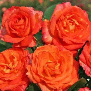 Rose 'Feurio' ® bei Weinsberger Rosenkulturen. Rosen online bestellen.