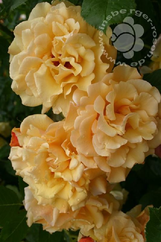 Rose 'Postillion' ® bei Weinsberger Rosenkulturen. Rosen online bestellen