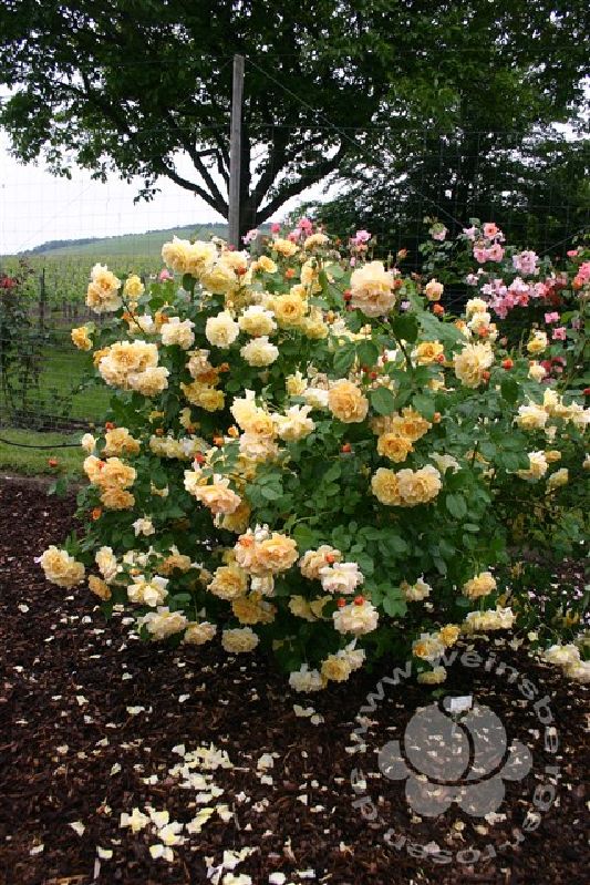 Rose 'Postillion' ® bei Weinsberger Rosenkulturen. Rosen online bestellen