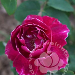 Rose 'Baron Girod del'Ain' bei Weinsberger Rosenkulturen. Rosen online bestellen.