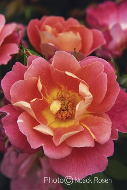 Rose 'Herzogin Friederike' ® bei Weinsberger Rosenkulturen. Rosen online bestellen.