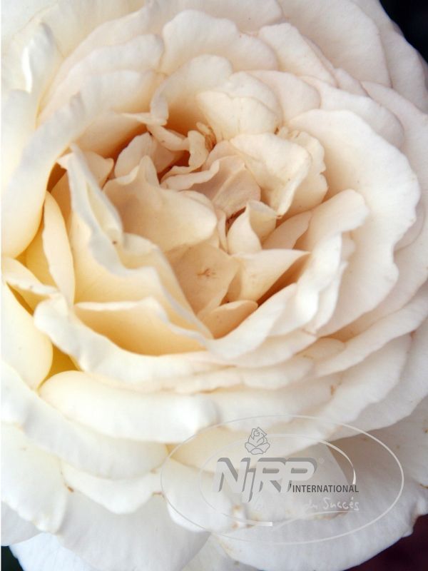 Rose 'Anastasia' ® Adamariat bei Weinsberger Rosenkulturen. Rosen online bestellen.