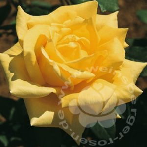 Rose 'Golden Fashion' ® bei Weinsberger Rosenkulturen. Rosen online bestellen.
