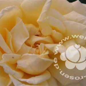 Rose 'Golden Fashion' ® bei Weinsberger Rosenkulturen. Rosen online bestellen.