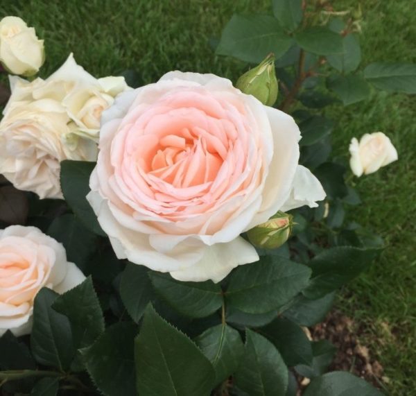 Rose 'Gruaud Larose' ® bei Weinsberger Rosenkulturen. Rosen online bestellen.