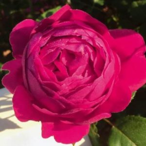 Rose 'Jingle Bells' ® bei Weinsberger Rosenkulturen. Rosen online bestellen