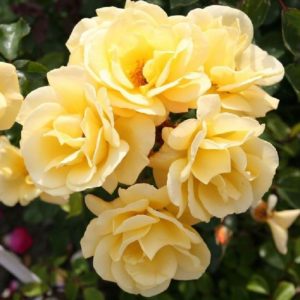 Rose 'Candela' ®bei Weinsberger Rosenkulturen. Rosen online bestellen.