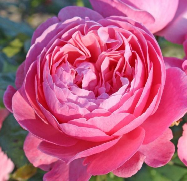 Rose 'Flora Colonia' ® bei Weinsberger Rosenkulturen. Rosen online bestellen.