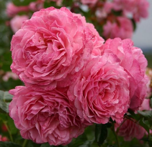 Rose 'Flora Colonia' ® Rose 'Flora Colonia' ® bei Weinsberger Rosenkulturen. Rosen online bestellen.
