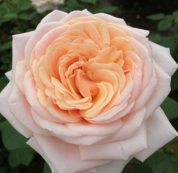 Rose 'Courage' ® bei Weinsberger Rosenkulturen. Rosen online bestellen.