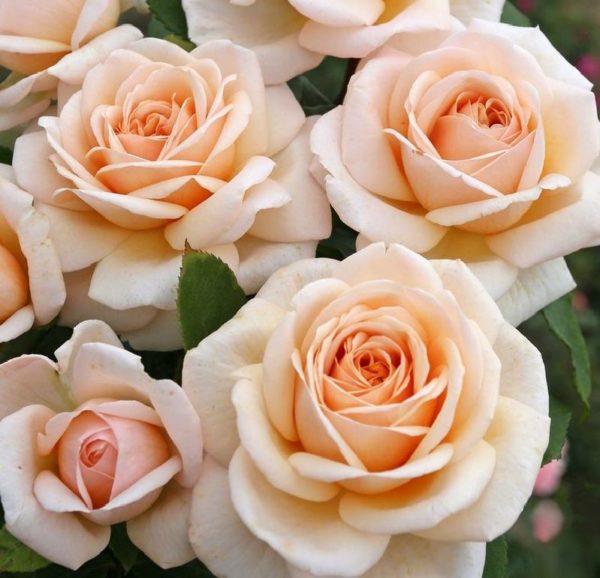 Rose 'Courage' ® bei Weinsberger Rosenkulturen. Rosen online bestellen.