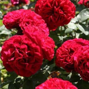 Rose 'Nadia Renaissance' ® bei Weinsberger Rosenkulturen. Rosen online bestellen
