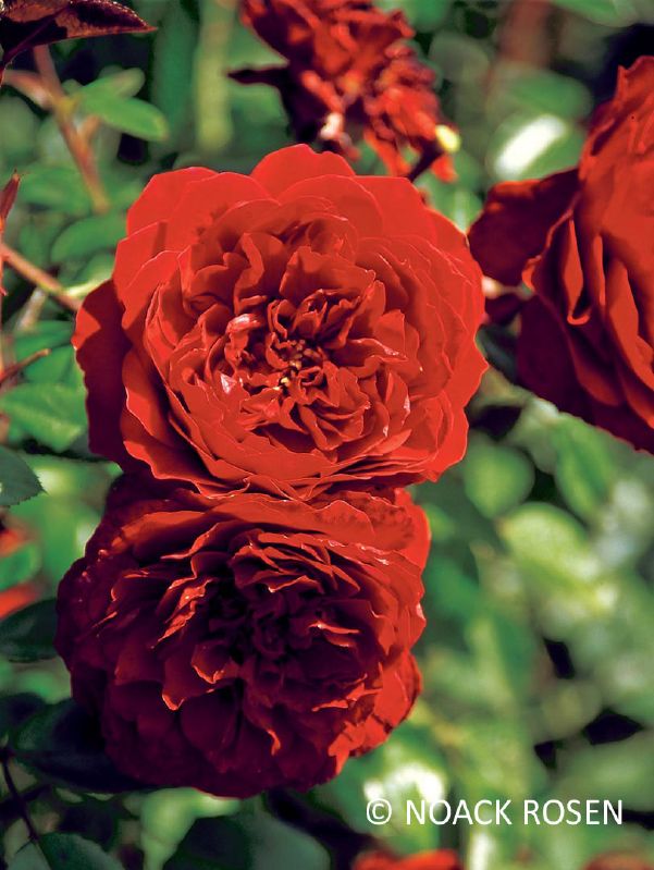 Rose 'Belkanto' ® bei Weinsberger Rosenkulturen. Rosen online bestellen.