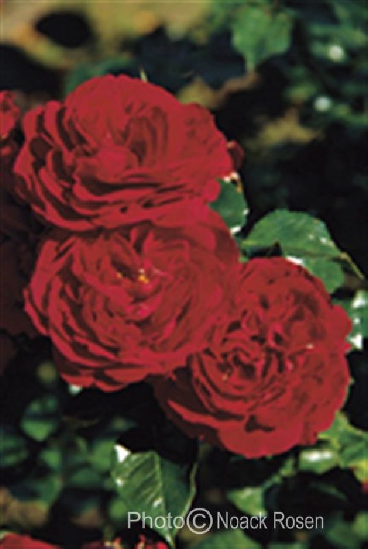 Rose 'Tornella' ® bei Weinsberger Rosenkulturen. Rosen online bestellen