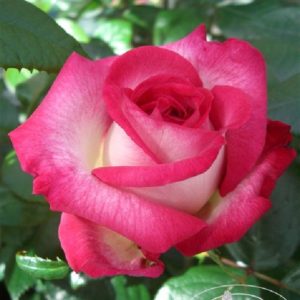 Rose 'Julia' ® bei Weinsberger Rosenkulturen. Rosen online bestellen
