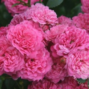 Rose 'Pepita' ® bei Weinsberger Rosenkulturen. Rosen online bestellen