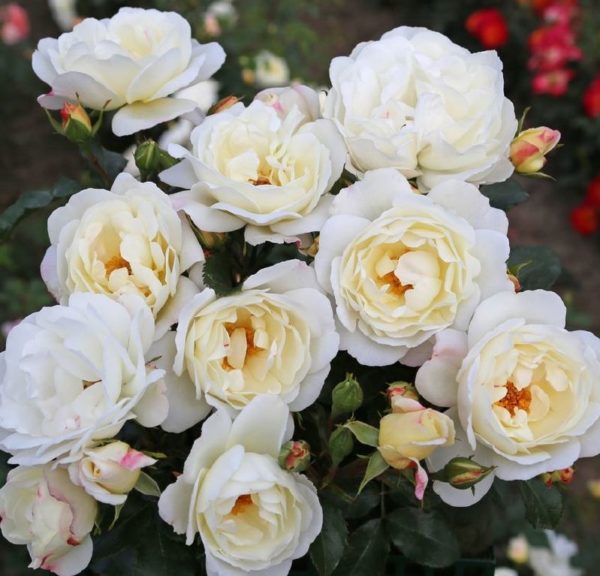 Rose 'Weiße Wolke' ® bei Weinsberger Rosenkulturen. Rosen online bestellen