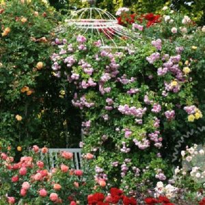 Rose 'Jasmina' ® bei Weinsberger Rosenkulturen. Rosen online bestellen