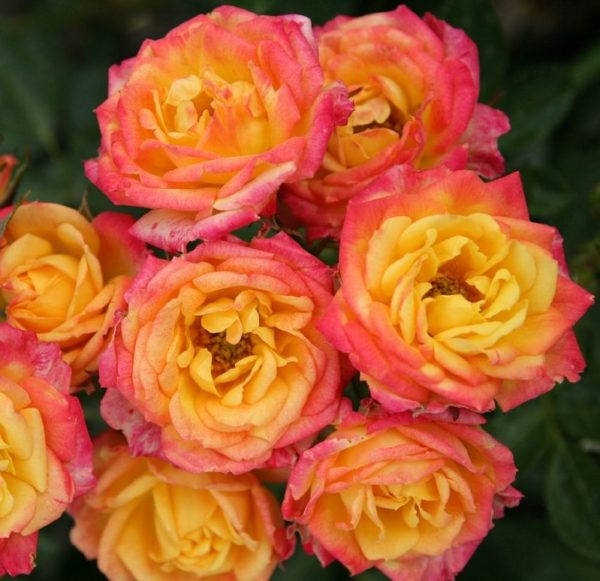 'Little Sunset' ® bei Weinsberger Rosenkulturen. Rosen online bestellen