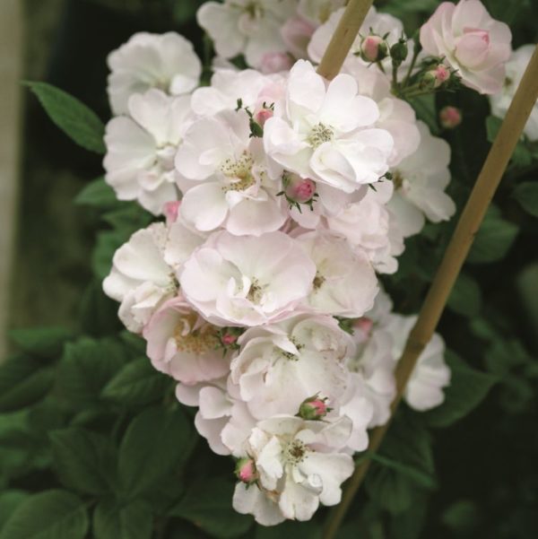 Rose 'Perennial Blush' bei Weinsberger Rosenkulturen. Rosen online bestellen