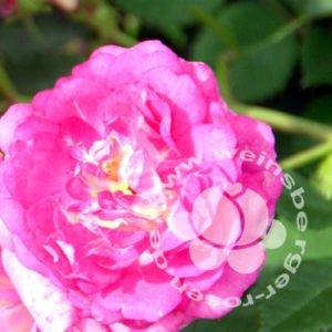 Rose 'Super Dorothy' ® bei Weinsberger Rosenkulturen. Rosen online bestellen