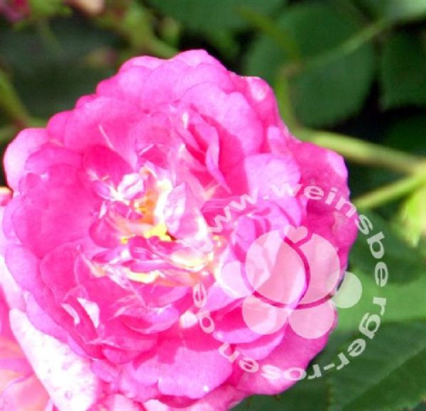 Rose 'Super Dorothy' ® bei Weinsberger Rosenkulturen. Rosen online bestellen