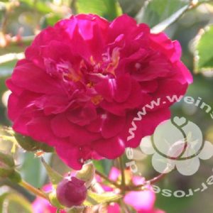 Rose 'Super Excelsa' ® bei Weinsberger Rosenkulturen. Rosen online bestellen