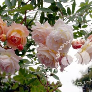 Rose 'Ghislaine de Feligonde' bei Weinsberger Rosenkulturen. Rosen online bestellen.