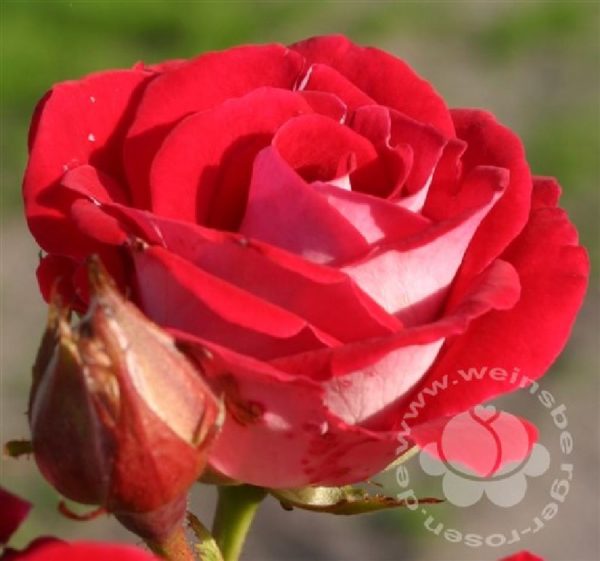 Rose 'Schöne Koblenzerin' ® bei Weinsberger Rosenkulturen. Rosen online bestellen