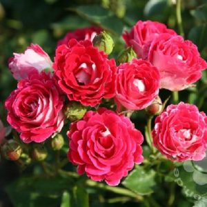 Rose 'Schöne Koblenzerin' ® bei Weinsberger Rosenkulturen. Rosen online bestellen