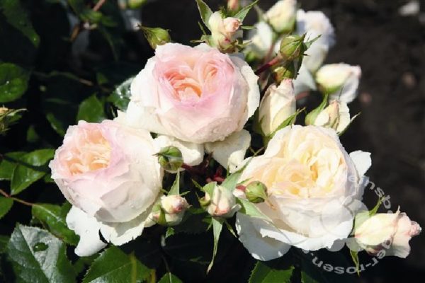 Rose 'Stephanie Baronin zu Guttenbg.' ® bei Weinsberger Rosenkulturen. Rosen online bestellen