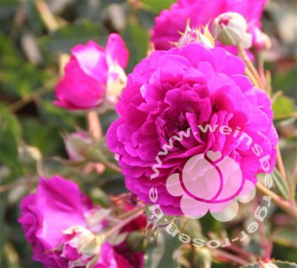 Rose 'Rosengarten Zweibrücken' ® bei Weinsberger Rosenkulturen. Rosen online bestellen